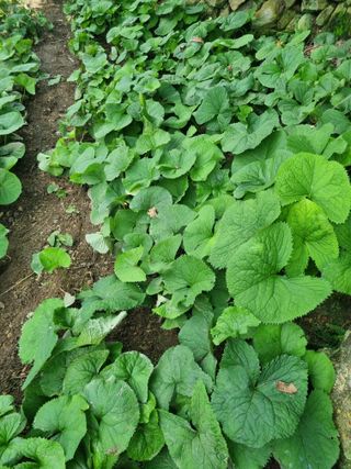 김용대님의 자유주제 · 자유게시판 작성글 사진