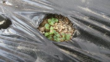 박현주님의 장터 판매 상품 [ㅂ[재민농장] 전남 화순 2년근 생도라지] 첨부 사진