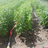 팜모닝 자유주제·자유게시판 게시글 이미지