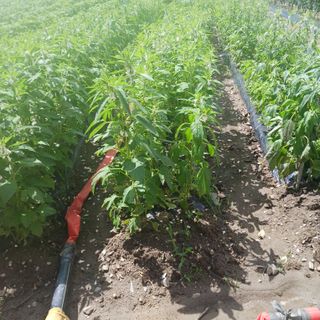 오화순님의 자유주제 · 자유게시판 작성글 사진