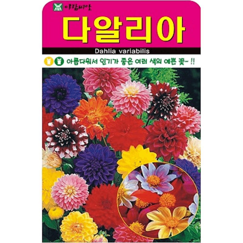 장터 상품 [[아람] 다알리아 혼합 100립 / 다알리아 씨앗 ] 썸네일