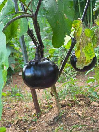 최복만님의 농사, 무엇이든 물어보세요! · 참여글 작성글 사진