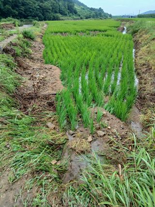 이민규님의 🌦 폭우 피해, 농민 분들 괜찮으신가요? 서로 위로의 말 나눠요 🤝 · 참여글 작성글 사진