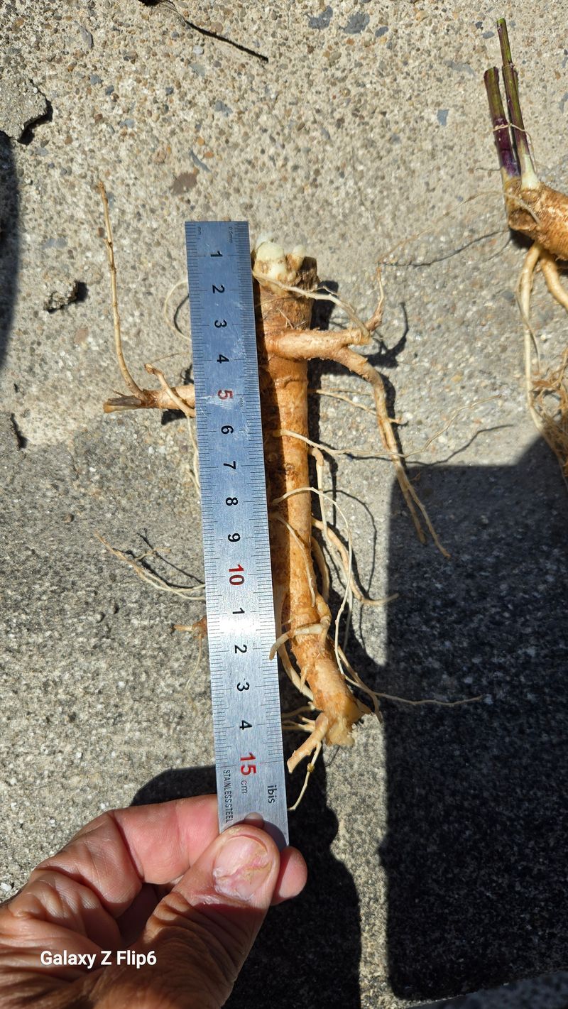 박현주님의 장터 판매 상품 [ㅂ[재민농장] 전남 화순 2년근 생도라지] 첨부 사진