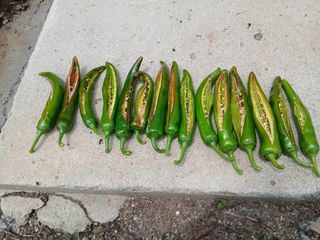 관음손가네님의 고추 · 병해충상담 작성글 사진