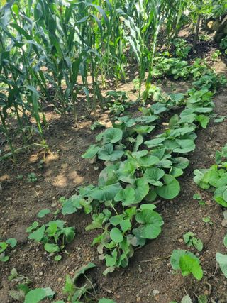 김용대님의 자유주제 · 자유게시판 작성글 사진