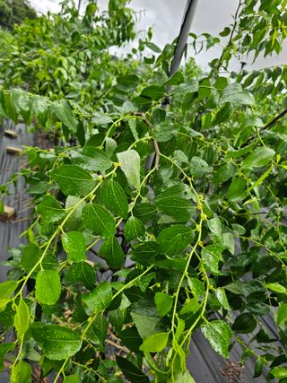 망운천지향토농원님의 자유주제 · 자유게시판 작성글 사진