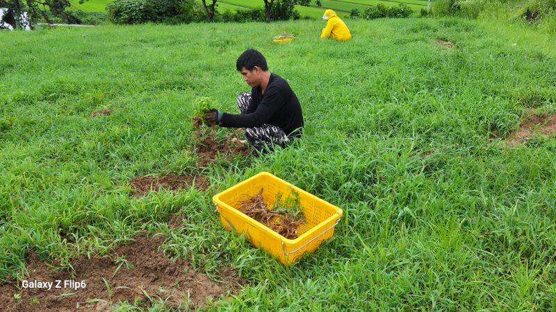 박현주님의 장터 판매 상품 [ㅂ[재민농장] 전남 화순 2년근 생도라지] 첨부 사진