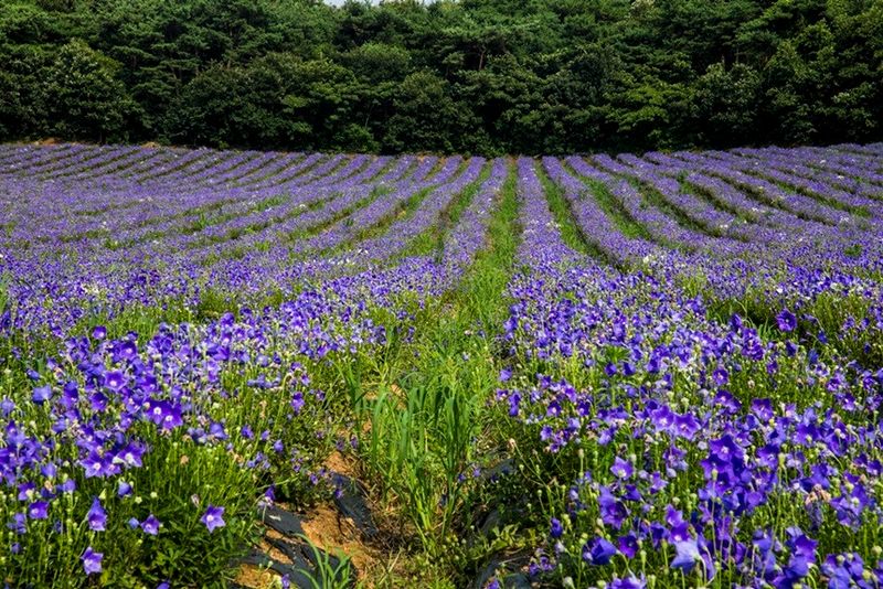 박현주님의 장터 판매 상품 [ㅂ[재민농장] 전남 화순 2년근 생도라지] 첨부 사진