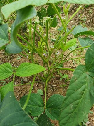 솔청님의 농사, 무엇이든 물어보세요! · 참여글 작성글 사진