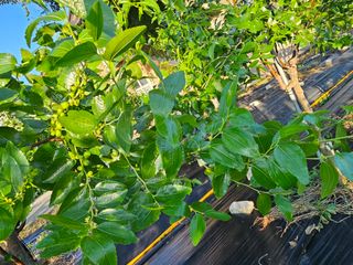 망운천지향토농원님의 자유주제 · 자유게시판 작성글 사진