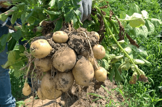 아침농원님의 감자·자유게시판 작성글 사진