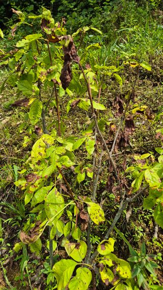 김진님의 자유주제 · 자유게시판 작성글 사진