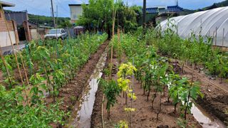 아로니아체리농부유튜님의 자유주제 · 자유게시판 작성글 사진