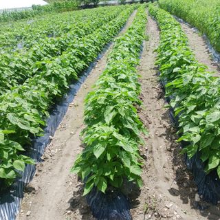 오화순님의 자유주제 · 자유게시판 작성글 사진