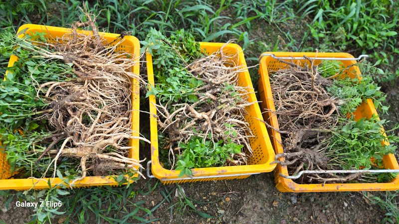 박현주님의 장터 판매 상품 [ㅂ[재민농장] 전남 화순 2년근 생도라지] 첨부 사진