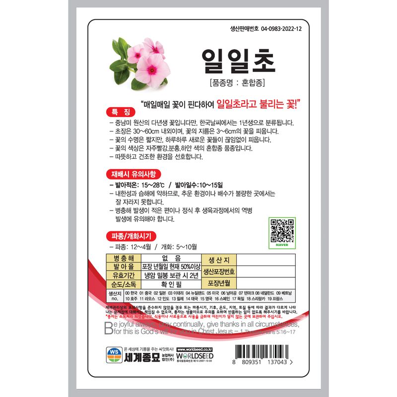 주주씨앗님의 장터 판매 상품 [[세계] 일일초 혼합 100립 / 일일초 씨앗 ] 첨부 사진