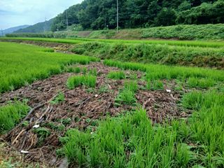 이민규님의 🌦 폭우 피해, 농민 분들 괜찮으신가요? 서로 위로의 말 나눠요 🤝 · 참여글 작성글 사진