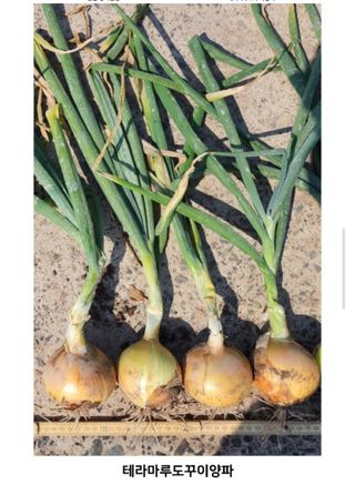 대산농사대장님의 양파 · 자유게시판 작성글 사진