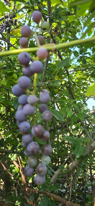 진촌다육묘목농원님의 자유주제 · 자유게시판 작성글 사진