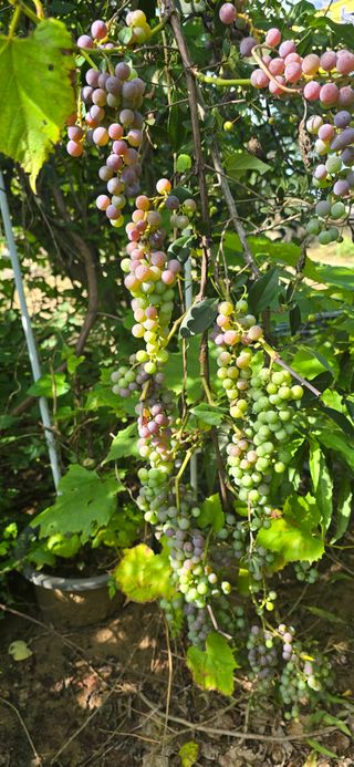 진촌다육묘목농원님의 자유주제 · 자유게시판 작성글 사진