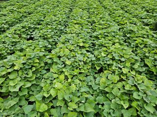 상추20193님의 자유주제 · 자유게시판 작성글 사진