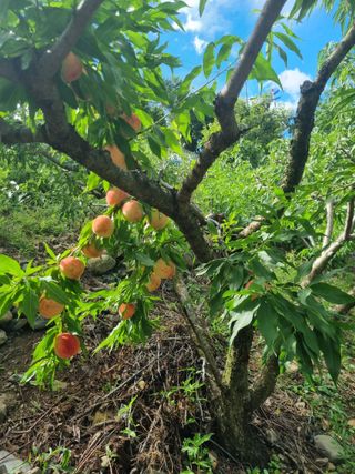김용대님의 자유주제 · 자유게시판 작성글 사진