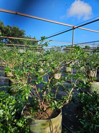 제주 지안이네농장님의 자유주제 · 자유게시판 작성글 사진