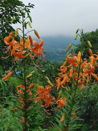 안길원님의 자유주제 · 자유게시판 작성글 사진