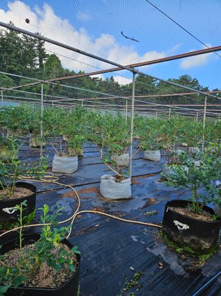 제주 지안이네농장님의 자유주제 · 자유게시판 작성글 사진