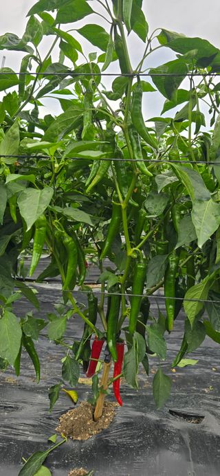 감자17742님의 자유주제 · 자유게시판 작성글 사진