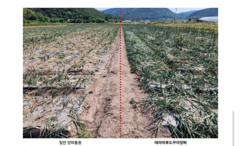 대산농사대장님의 장터 판매 상품 [도꾸이 중만생 F1종자 약25000립] 첨부 사진