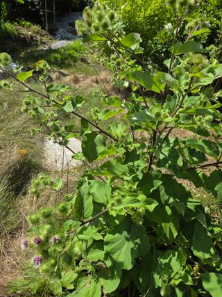 자연애 대풍농장님의 자유주제 · 자유게시판 작성글 사진