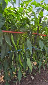 팜모닝 자유주제·자유게시판 게시글 이미지