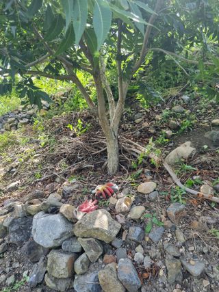 김용대님의 자유주제 · 자유게시판 작성글 사진