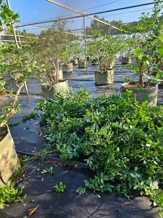 제주 지안이네농장님의 자유주제 · 자유게시판 작성글 사진