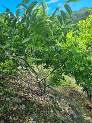 김용대님의 자유주제 · 자유게시판 작성글 사진