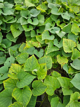 상추20193님의 자유주제 · 자유게시판 작성글 사진