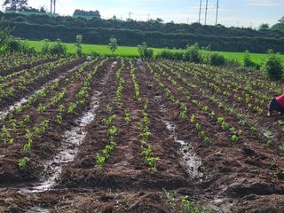 김기만님의 농사, 무엇이든 물어보세요! · 참여글 작성글 사진