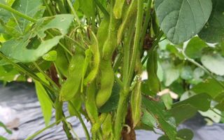 아침농원님의 콩 · 자유게시판 작성글 사진