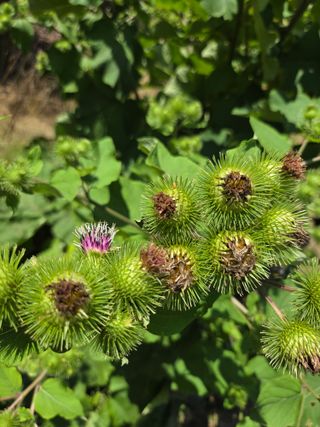 자연애 대풍농장님의 자유주제 · 자유게시판 작성글 사진