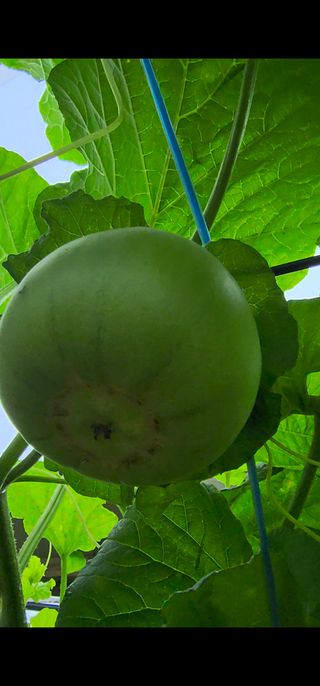 제주부자팜님의 자유주제 · 자유게시판 작성글 사진