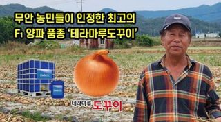 대산농사대장님의 양파·자유게시판 작성글 사진