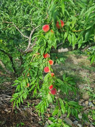 김용대님의 자유주제 · 자유게시판 작성글 사진