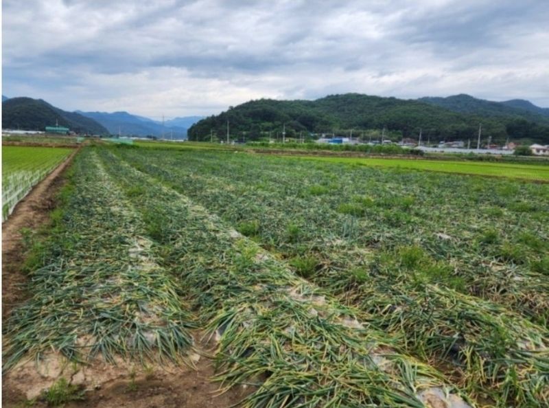 대산농사대장님의 장터 판매 상품 [도꾸이 중만생 F1종자 약25000립] 첨부 사진