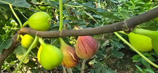 진촌다육묘목농원님의 자유주제 · 자유게시판 작성글 사진