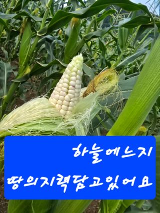 장관덕님의 자유주제 · 자유게시판 작성글 사진