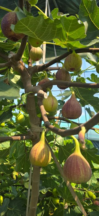 진촌다육묘목농원님의 자유주제 · 자유게시판 작성글 사진