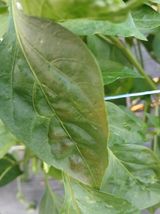 팜모닝 고추·병해충상담 게시글 이미지