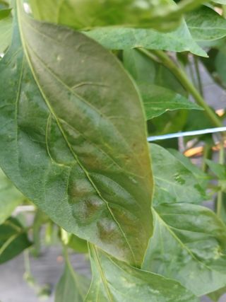 장천진님의 고추 · 병해충상담 작성글 사진